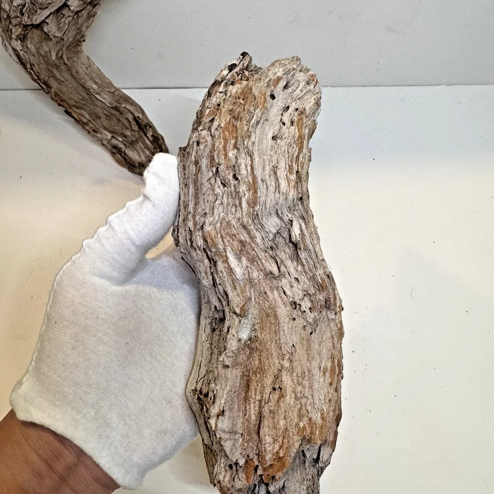 Set of 2 California Natural Driftwood Wavy Burlwood Terrarium Aquarium Craft